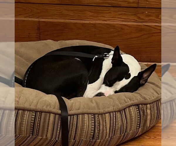 Medium Photo #1 American Staffordshire Terrier-Unknown Mix Puppy For Sale in columbia, SC, USA