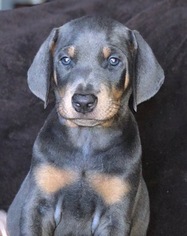 Doberman Pinscher Puppy for sale in WATSONVILLE, CA, USA