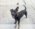Small #10 Staffordshire Bull Terrier Mix