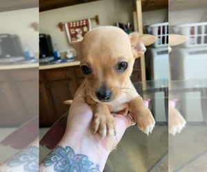 Chihuahua Puppy for sale in KEARNEYSVILLE, WV, USA