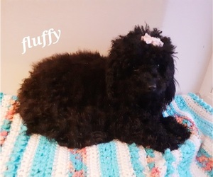 Poodle (Toy) Puppy for sale in HAMBURG, PA, USA