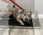 Small American Pit Bull Terrier