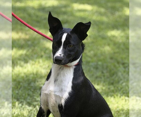 Medium Photo #3 Border Collie Puppy For Sale in Yardley, PA, USA