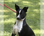 Small #2 Border Collie