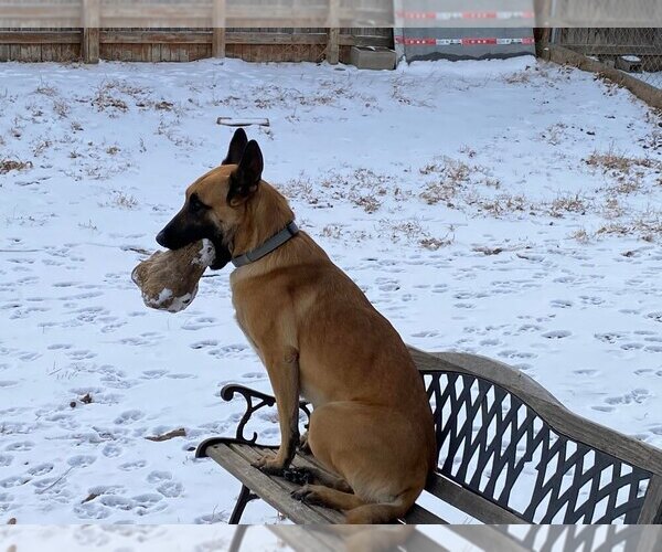 Full screen Photo #1 Belgian Malinois Puppy For Sale in AURORA, CO, USA