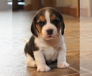 Beagle Puppy for Sale in MORRILL, Kansas USA