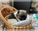 Puppy Blue Collar Pomeranian