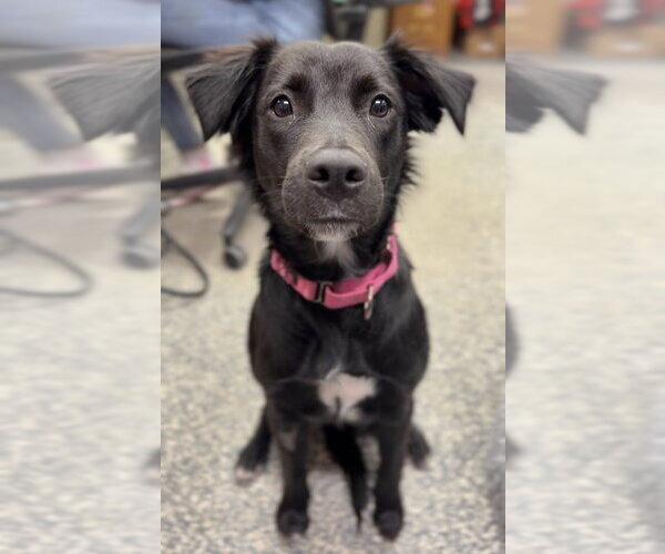 Medium Photo #1 Mutt Puppy For Sale in Bemidji, MN, USA