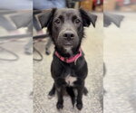 Small Mutt