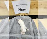 Puppy Piper English Setter
