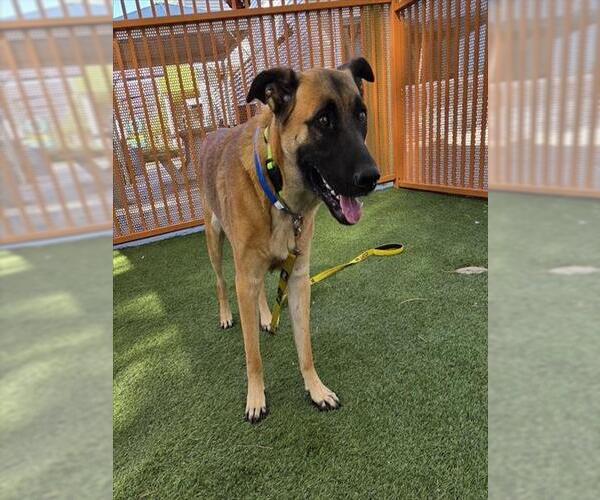 Medium Photo #2 German Shepherd Dog-Unknown Mix Puppy For Sale in Las Vegas, NV, USA