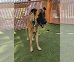 Small #1 German Shepherd Dog Mix