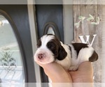 Small #3 English Springer Spaniel