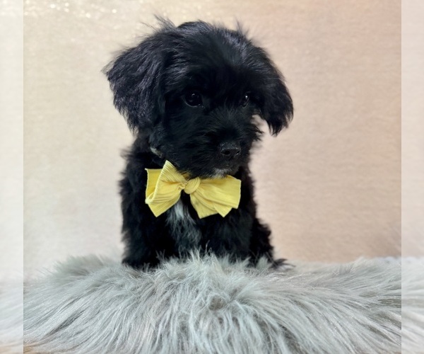 Medium Photo #6 YorkiePoo Puppy For Sale in NAPPANEE, IN, USA
