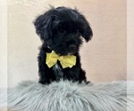 Small #5 YorkiePoo
