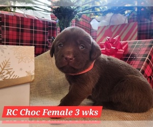 Labrador Retriever Puppy for Sale in EDGEWOOD, Texas USA