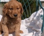 Small #3 Golden Retriever