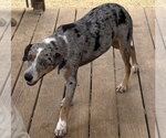 Small #2 Catahoula Leopard Dog Mix