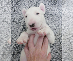 Small Photo #11 Bull Terrier Puppy For Sale in KENDALL, FL, USA