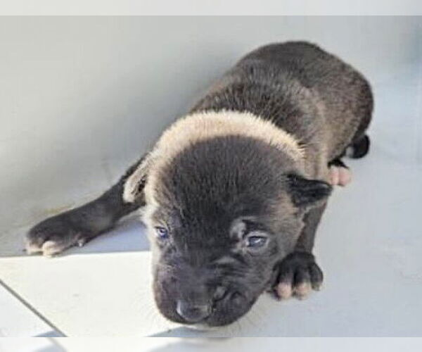 Medium Photo #1 German Shepherd Dog-Unknown Mix Puppy For Sale in Houston, TX, USA