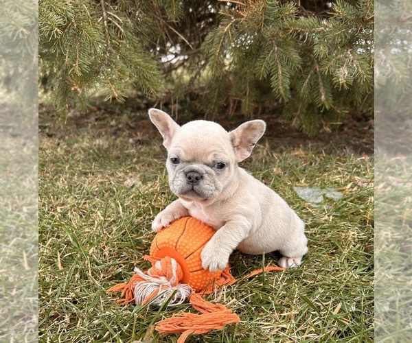 Medium Photo #4 French Bulldog Puppy For Sale in MIDDLEBURY, IN, USA