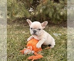 Small #3 French Bulldog