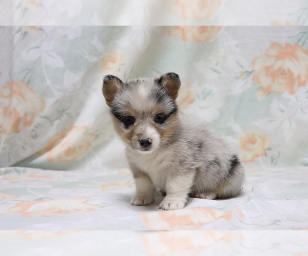 Medium Photo #3 Pembroke Welsh Corgi Puppy For Sale in SHILOH, OH, USA