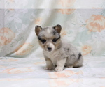 Small Photo #3 Pembroke Welsh Corgi Puppy For Sale in SHILOH, OH, USA