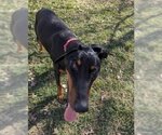 Small Photo #2 Doberman Pinscher-Unknown Mix Puppy For Sale in Kansas City, MO, USA