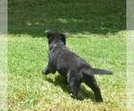 Small #3 German Shepherd Dog