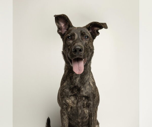Medium Photo #1 Catahoula Leopard Dog Puppy For Sale in Rowlett, TX, USA