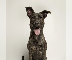 Catahoula Leopard Dog Dogs for adoption in Rowlett, TX, USA