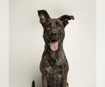 Small Catahoula Leopard Dog