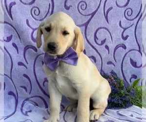Labrador Retriever Puppy for sale in LANCASTER, PA, USA