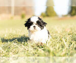 Small Photo #7 Shih Tzu Puppy For Sale in WARSAW, IN, USA