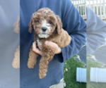 Small #1 Goldendoodle (Miniature)