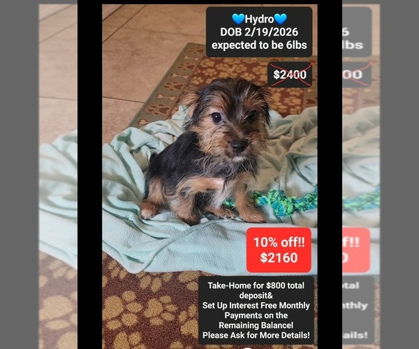 Medium Photo #1 Yorkshire Terrier Puppy For Sale in TUCSON, AZ, USA