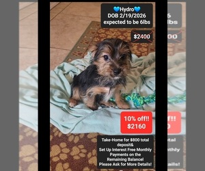 Yorkshire Terrier Puppy for sale in TUCSON, AZ, USA