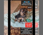 Small Yorkshire Terrier