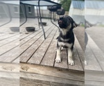 Small Photo #3 German Shepherd Dog Puppy For Sale in ALACHUA, FL, USA