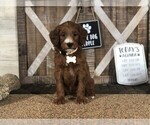 Puppy 4 Goldendoodle-Irish Setter Mix