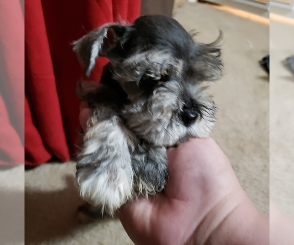 Medium Photo #3 Schnauzer (Miniature) Puppy For Sale in TENAHA, TX, USA
