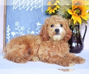 Cavapoo Puppy for sale in DENVER, PA, USA