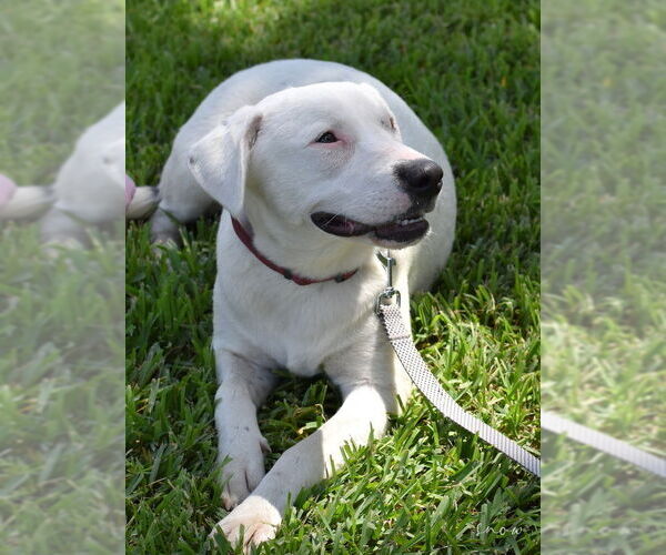 Medium Photo #8 American Pit Bull Terrier-Labrador Retriever Mix Puppy For Sale in Brewster, NY, USA