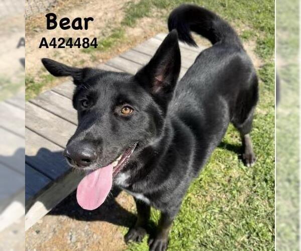 Medium Photo #2 Labrador Retriever Puppy For Sale in Conroe, TX, USA