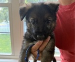 Puppy Dark Blue German Shepherd Dog