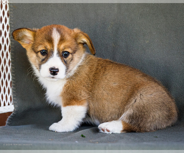Medium Photo #11 Pembroke Welsh Corgi Puppy For Sale in WAKARUSA, IN, USA