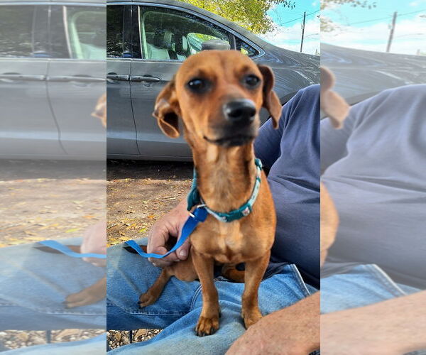 Medium Photo #2 Chiweenie Puppy For Sale in Missouri City, TX, USA