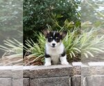 Small #11 Pembroke Welsh Corgi