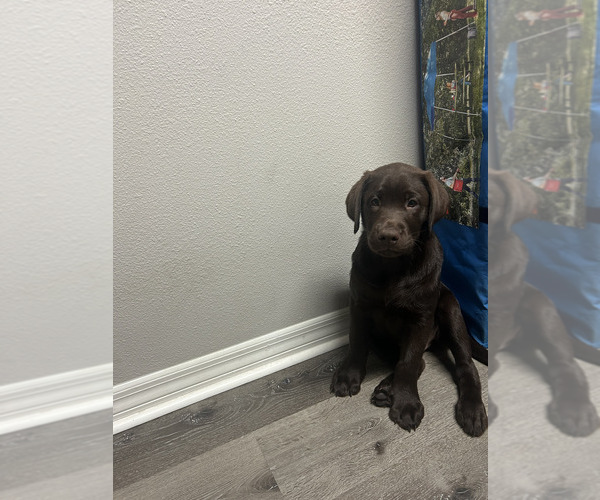 Medium Photo #6 Labrador Retriever Puppy For Sale in LEHIGH ACRES, FL, USA
